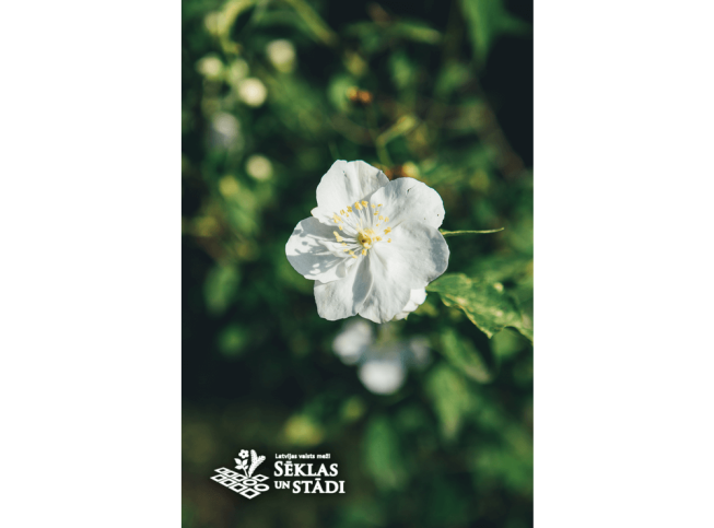 Philadelphus   'Innocence'